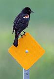 Red-winged Blackbird_26935